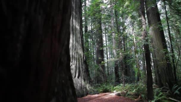 Силуэт Redwood Trunk Слева Фоне Redwood Forest Сзади Медленное Возвращение — стоковое видео
