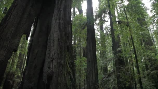 Långsam Pan Höger Förbi Eld Ärrad Redwood Tree Skogen Följ — Stockvideo