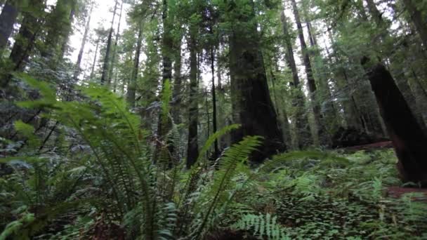 Dolly Angolo Basso Verso Piccole Piante Felce Nella Foresta Sequoie — Video Stock