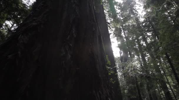 Lenta Inclinazione Del Tronco Dell Albero Sequoia Basare Livello Del — Video Stock