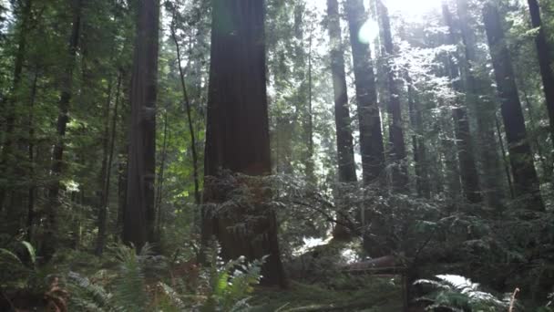 Ağaçların Arasından Süzülen Güneşle Sekoya Ormanı Nda Yavaşça Eğil — Stok video