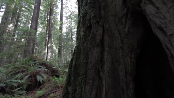 森林中红杉树干的慢板左边 — 图库视频影像