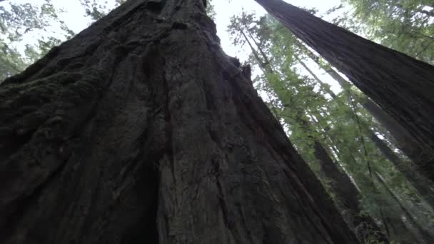 Guardando Alto Redwood Tree Trunk Con Fotocamera Lenta Rotante Sinistra — Video Stock