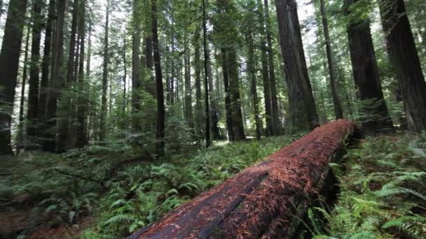 Slow Pan Left View Fallen Redwood Tree Forest Floor — Stock Video