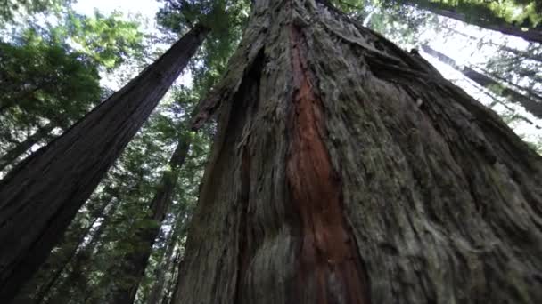 Regardant Redwood Tree Avec Slow Pan Droite Gros Plan — Video