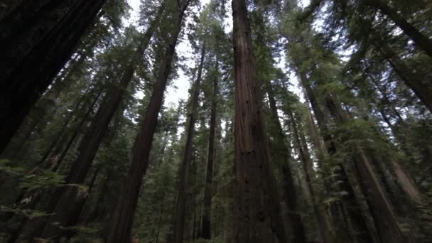 在红杉森林的树冠上寻找 低角度 旋转视图 — 图库视频影像