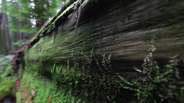 Close Moss Fallen Redwood Tree Trunk Follow Shot — Stock Video