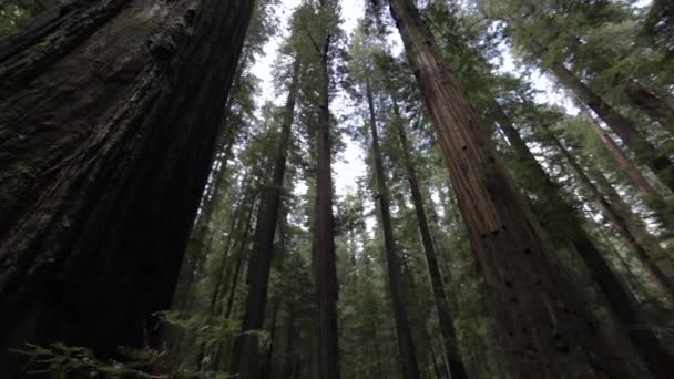 Looking Redwood Forest Canopy Slow Pan Left — Stock Video