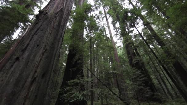 Redwood Ormanı Nın Tepesine Bakıyorum Düşük Açılı Görünüm Döndürme — Stok video