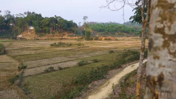 Vista Del Campo Rural Sylhet Bangladesh Pan Lento Izquierda — Vídeos de Stock