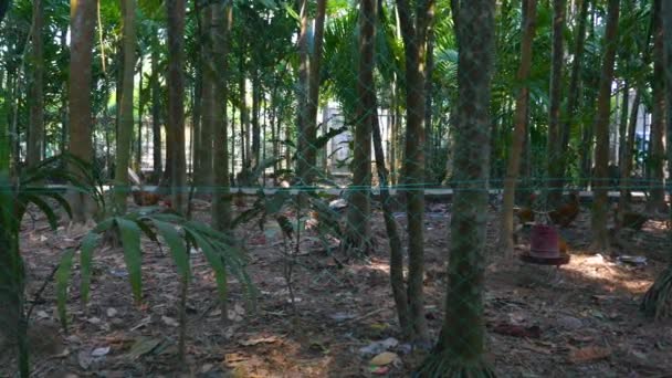 Kogut Kurczaki Wypas Ogrodzie Wiosce Sylhet Bangladesz Widok Suwaka Lewej — Wideo stockowe