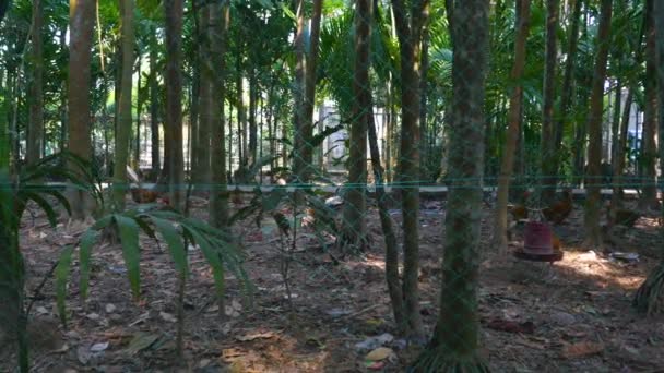 Hahn Und Hühner Grasen Garten Dorf Sylhet Bangladesh Parallaxe Schieberegler — Stockvideo