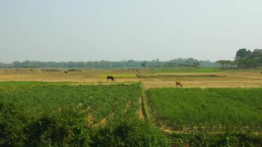 Sylhet 'teki İneklerle Tarım Tarlaları. Bangladeş. Kilitli   