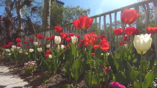 Vista Baixa Ângulo Rosas Vermelhas Brancas Frescas Cama Flor Leicester — Vídeo de Stock