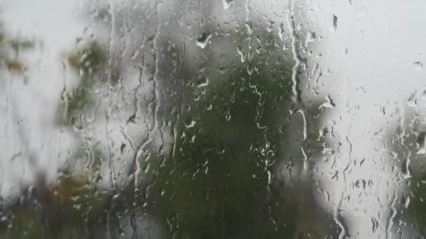 Krople Deszczu Spadają Okno Zamglonymi Krzakami Wietrznymi Tle Zamknięte — Wideo stockowe