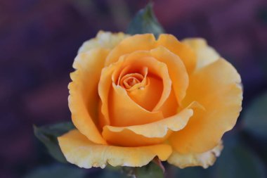 Turuncu gül yaklaş.