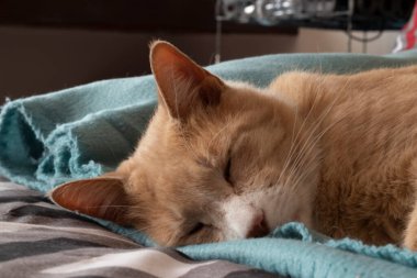 Hafif kızıl kedi uyuyor.