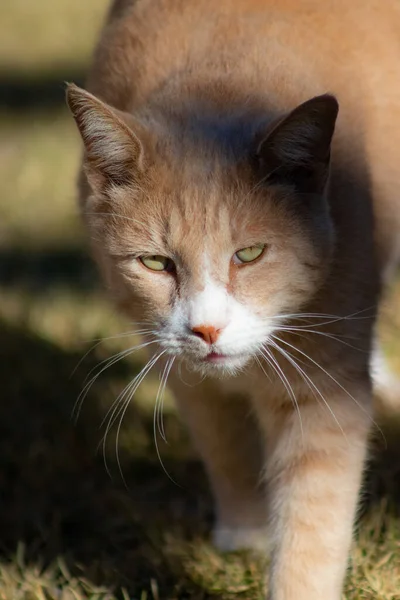 Light Ginger Cat Walking Close — Stock Photo, Image