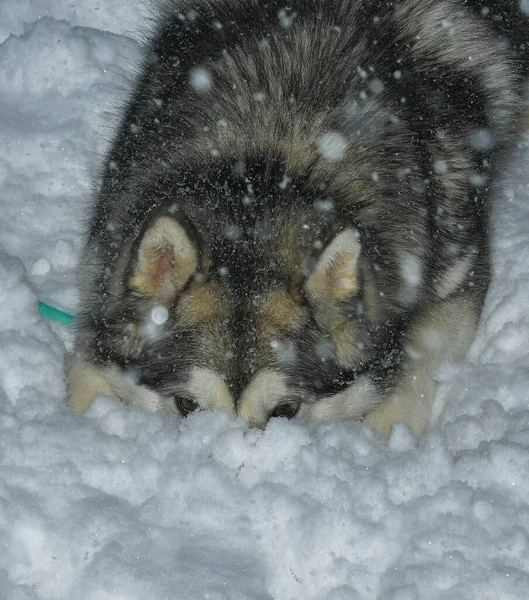 Malamute Hond Uit Alaskamalamute — Stockfoto