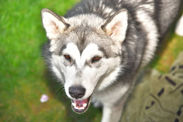 Malamute Σκυλί Από Την Αλάσκα Malamute — Φωτογραφία Αρχείου