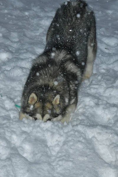 Malamute Hund Aus Alaskamalamute — Stockfoto