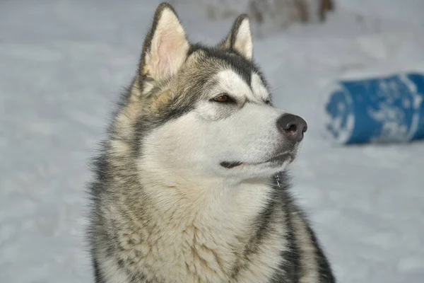 Аляскинская Маламутская Собака Прогулке — стоковое фото