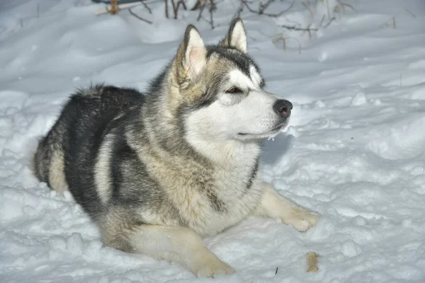 Alaska Malamute Hond Een Wandeling — Stockfoto