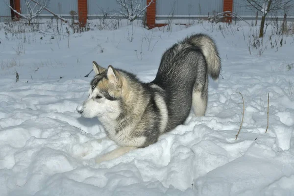 Alaska Malamute Hond Een Wandeling — Stockfoto