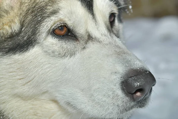 Alaskan Malamute Hund Auf Spaziergang — Stockfoto