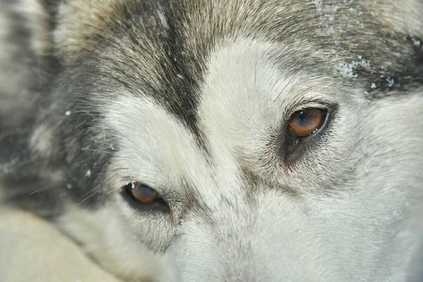 Аляскинская Маламутская Собака Прогулке — стоковое фото