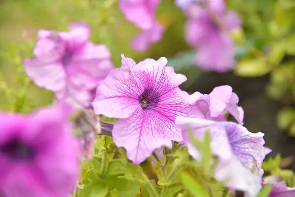 Kwitnące Pąki Kwiatowe Ogrodzie — Zdjęcie stockowe