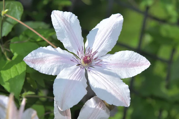 Białe Kwitnące Połówki Ogrodzie — Zdjęcie stockowe