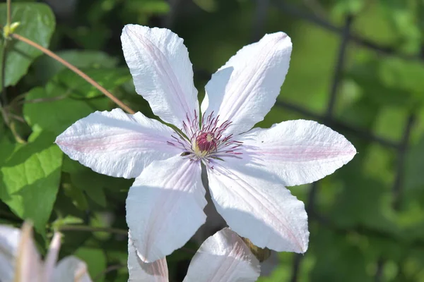 花园里开满白花的仙人掌 — 图库照片