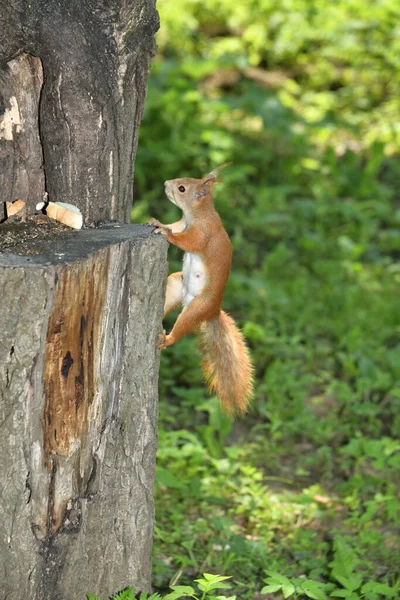 Ein Eichhörnchen Weibchen Rannte Zum Mittagessen — Stockfoto