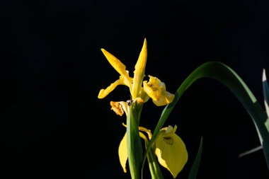 Siyah arkaplanda sarı iris