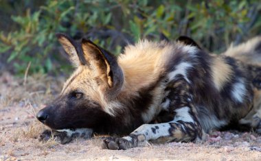 Kruger Park, Güney Afrika 'da vahşi bir köpek