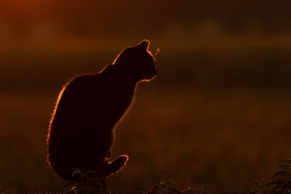 Silhouette Cat Evening Sun — Stock Photo, Image