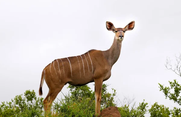 Mujer Gran Kudu Mirando Cámara — Foto de Stock