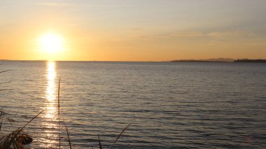 Martılar denizin üzerinde uçar.