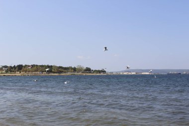 Martılar denizin üzerinde uçar.