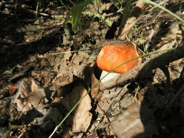 Petit Été Beau Champignon — Photo