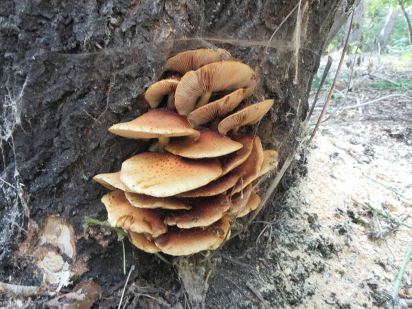 autumn mushroom growing on trees