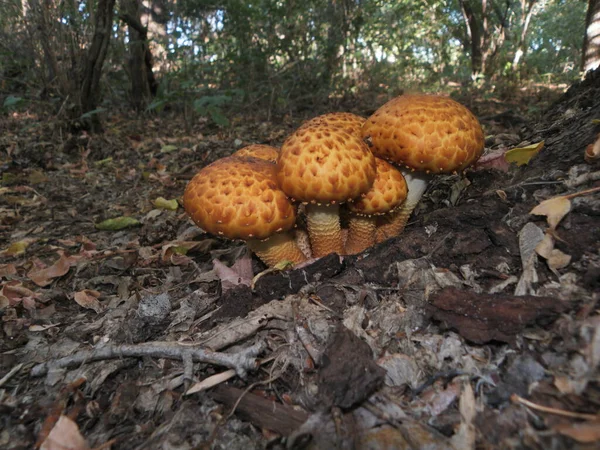 Champignon Automne Poussant Sur Les Arbreschampignon — Photo