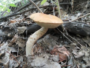 Küçük yaz güzel mantar