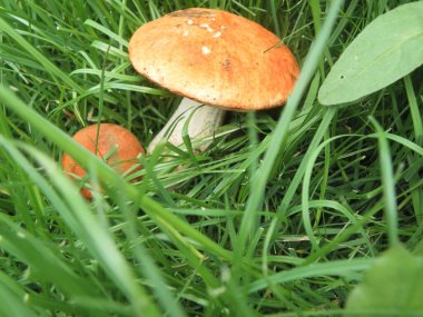 Küçük yaz güzel mantar