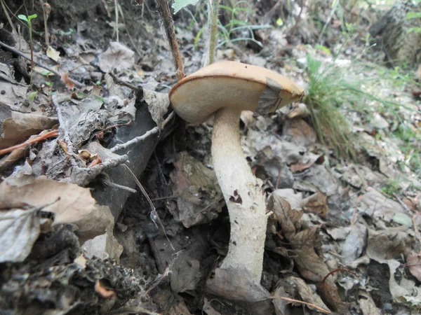 Petit Été Beau Champignon — Photo