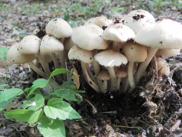 Famille Beaux Champignons Forestiers — Photo