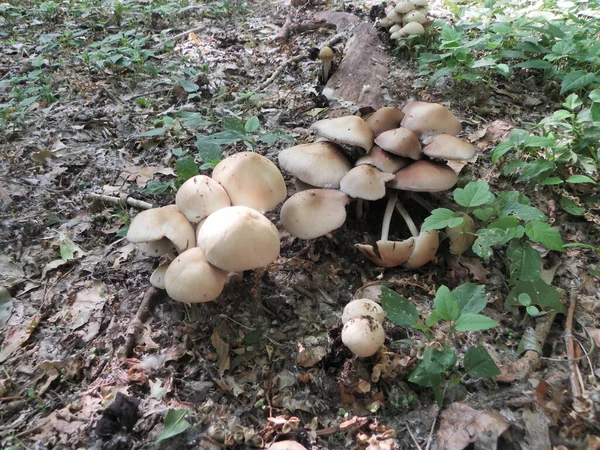 Famille Beaux Champignons Forestiers — Photo