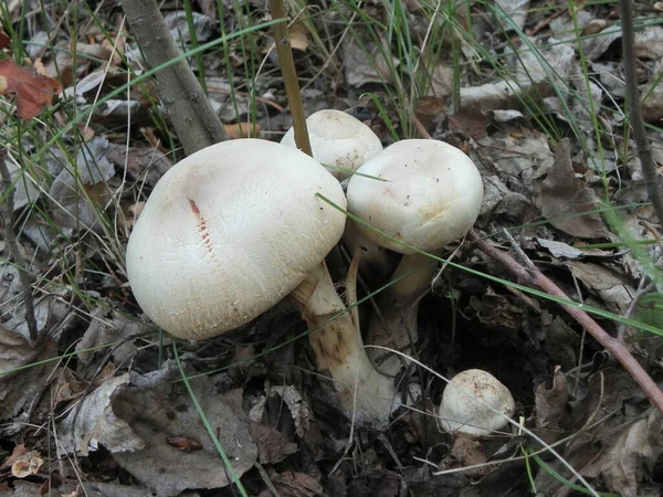 Petit Été Beau Champignon — Photo