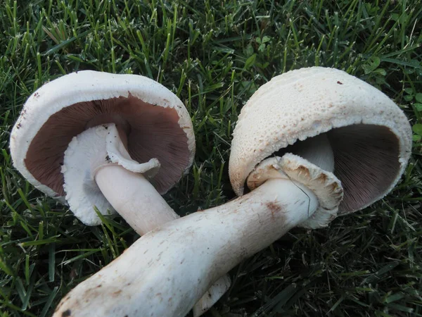 Petit Été Beau Champignon — Photo